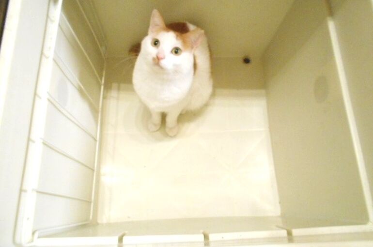 床下収納　猫