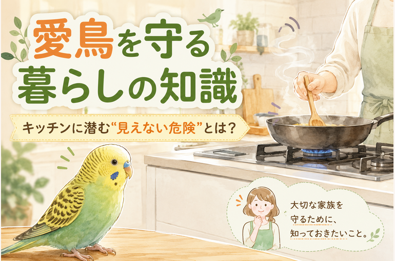 キッチンのフライパンを見つめるセキセイインコと、愛鳥を守る暮らしの知識を紹介するコラムのサムネイル画像